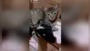 Gata callejera guía a joven hasta sus dos crías para que los adopte