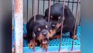Perrito sufre porque su cabeza queda atorada en reja y su hermano llega al rescate [VIDEO]