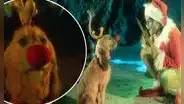 El Grinch: ¿Max fue abandonado? Teoría de fans cobra fuerza 20 años después
