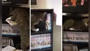Gato arruina colección de One Piece de su dueño para echarse a descansar [VIDEO]