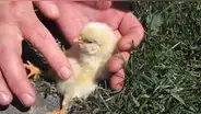 Facebook Viral: Este truco para hacer dormir a un pollito te va a dejar sin palabras [VIDEO]