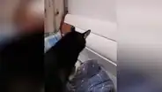 Madre ‘le ordena’ a su perro que despierte a su hijo y este tiene una inesperada acción [VIDEO]