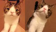 Instagram: miles de usuarios conmovidos con la historia de tierno gato con síndrome de Down [FOTOS] 