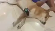 Facebook: Así nació el meme del "perro con el Omnitrix" [FOTOS]