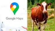 ¿Por qué razón Google Maps censura el rostro de las vacas?