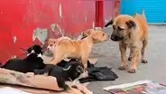 Facebook: crean campaña para construir casitas para animales con carteles de políticos [FOTOS] 