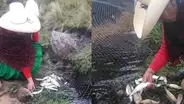 Familia de Máxima Acuña denuncia envenenamiento de mil truchas de su criadero [FOTOS]