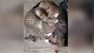 Gata ve que perrita acaba de tener crías y se acerca para darle masajes