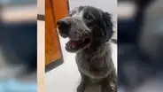 Mujer halla perro malherido a punto de ser sacrificado, lo adopta y ahora luce así [FOTOS]