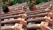 Construía un techo de madera y su cabeza queda atrapada entre los troncos