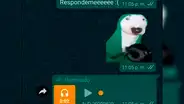 WhatsApp: así puedes tener el ‘sticker con sonido’ del perro que golpea una sartén