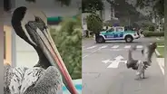 Gripe aviar: vecinos encuentran a pelícano deambulando por calles de Lince
