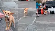 Músico callejero termina de tocar y perro recolecta dinero de todos los presentes [VIDEO]