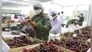 Comercio exterior de frutas y hortalizas pierde US$ 21 millones al día debido a las protestas