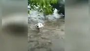 Perro cae a una devastadora inundación y joven le salva la vida