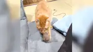 Gato aprende a jugar al ‘tira y atrapa’ y ahora no deja tranquilo a su dueño [VIDEO]