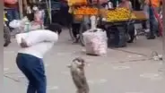 Perro baila huaylas con su dueño en plena cuarentena para ganar dinero y miles se emocionan [VIDEO]