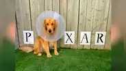Perro usa un cono y su dueña le crea un diseño por día durante dos semanas