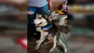 Chica vende cupcakes para conseguir dinero y pagar las quimioterapias de su perro [VIDEO] 