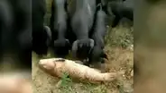 Cerdos se unen para empujar al agua a un moribundo pez y le salvarle su vida [VIDEO]