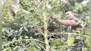Café cusqueño es premiado por su calidad a nivel internacional