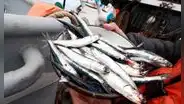 Segunda temporada de pesca de anchoveta es autorizada en la Zona Norte - Centro del país