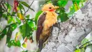 Especies avizoradas en torneo internacional [FOTOS]