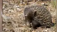 Equidna, el extraño mamífero cuyo pene tiene 4 glandes
