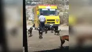 Repartidor de dulces estaciona su camión para darle comida a unos perros callejeros [FOTOS]