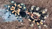 YouTube viral:captan momento en el que tarántula cambia de piel y su aspecto impacta a miles [VIDEO] 