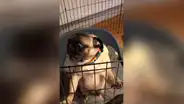 Perro ‘dramático’ quiere salir de su jaula, sin darse cuenta de un peculiar detalle [VIDEO] 