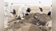 Aves migratorias con gripe aviar saldrían del Perú por Tacna antes de fin de año