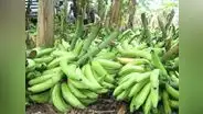 Declaran alerta fitosanitaria en todo el territorio nacional por plaga del hongo del banano