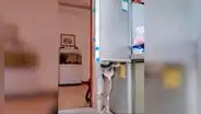 Revisa cámara de seguridad y descubre que sus gatos le ‘roban’ su comida 