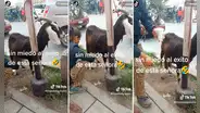 Emprendedora peruana sorprende a transeúntes al vender leche sacada directamente de la cabra