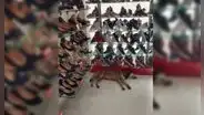 Gerente se niega a botar a un perro callejero del local pese a quejas de clientes [FOTOS]