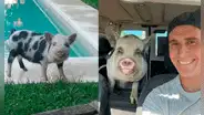 Fingió adoptar una mini pig para luego matarla y comerla con amigos: fue denunciado penalmente