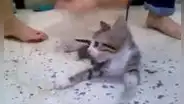 Buscan a niñas que se grabaron matando a un gato para cumplir reto viral en las redes