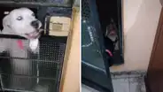 Perro abre la puerta de su casa para que entren a jugar unos animales que vivían en la calle [VIDEO]