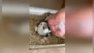 Cacatúa reacciona al creer que su dueño quería ‘llevarse’ a sus bebés