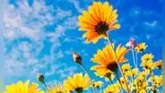 Revisa lo último que se muestra de frases por el Día de la Primavera