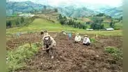 FAE - Agrícola: Gobierno aprobó creación de fondo por 500 millones de soles