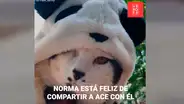 Descubre lo que su gato y un niño hacen cuando no está al revisar cinta de vigilancia [VIDEO]