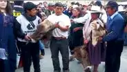 Cajamarca: abigeos fueron capturados por rondas campesinas