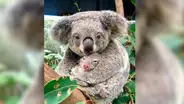 Australia: nace el primer koala luego de los incendios forestales