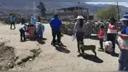Arequipa: casos de rabia canina en Cerro Colorado se redujeron en un 80%
