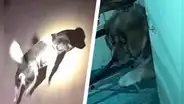 Perrita ‘pide ayuda’ para que rescaten a su cachorro atorado en una reja