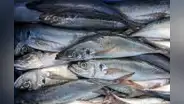 Produce incrementa el límite de pesca del jurel a 138 mil toneladas