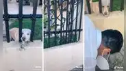 Perrito arroja su pelota a transeúntes para que le hagan jugar