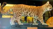 Puma y leopardo procrearon cría que se transformó en el felino más extraño del mundo [FOTOS] 